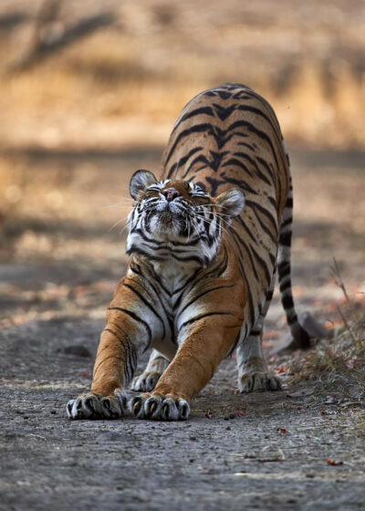 Tigress Stretching - About Wildlife Photo Tours