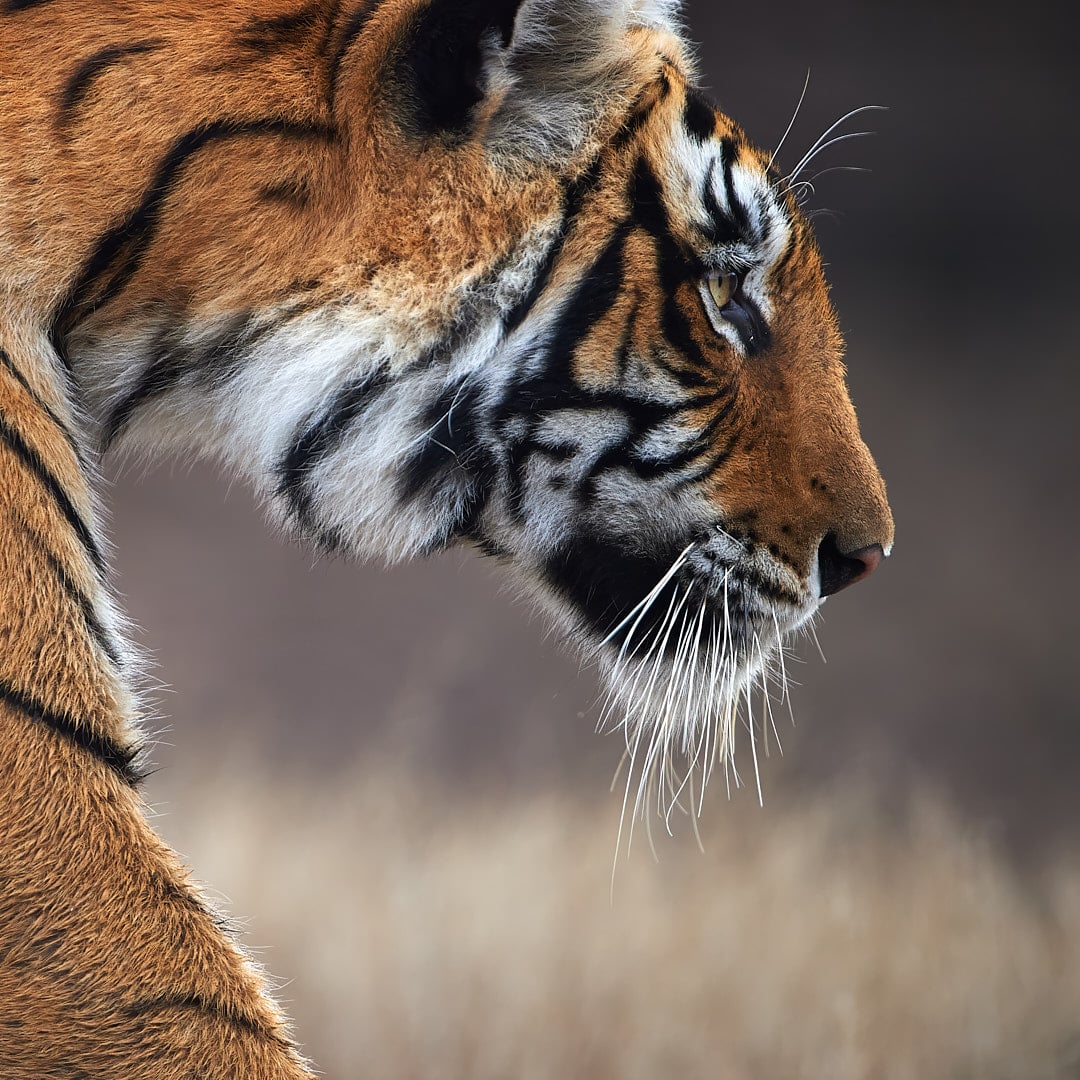 Wildlife Photography Tours. Wildlife Photography Tours