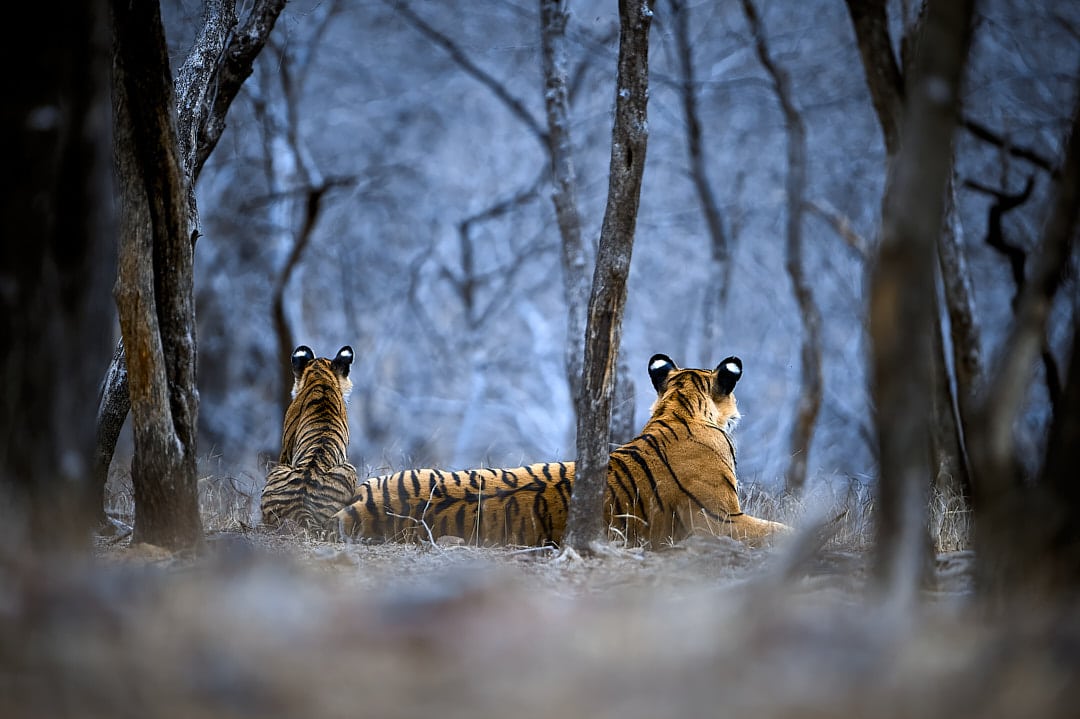 Custom Tiger Tours - Tigress Cubs