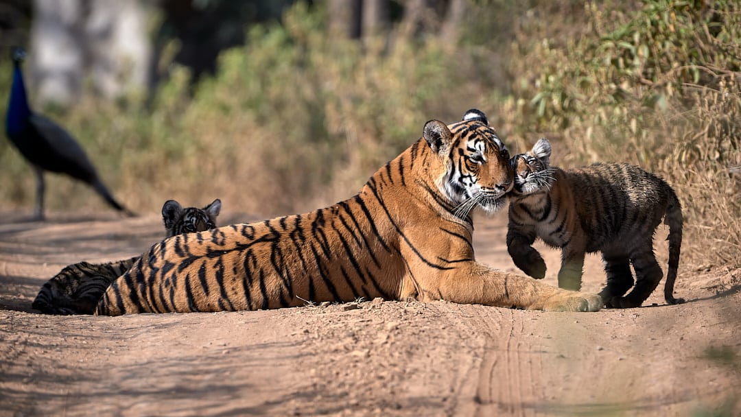 Tigress with Cubs and Peacock - About Us