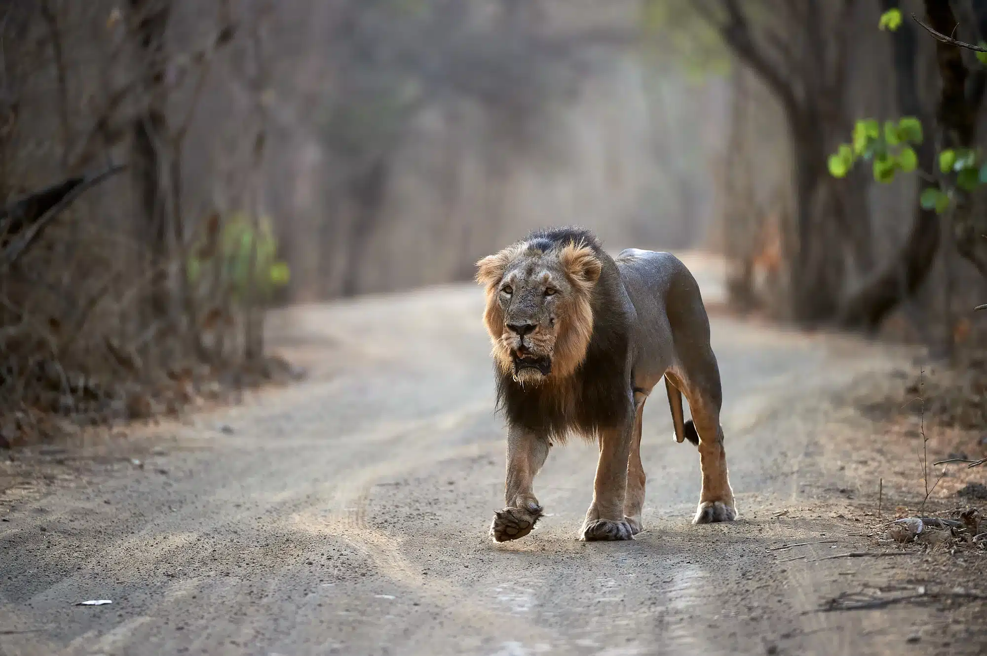 Asiatic Lion Photography Tour at Gir