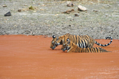Bandhavgarh Tiger Safari in India