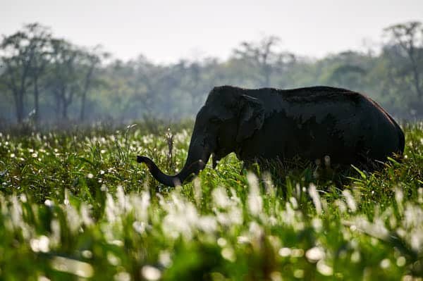Elephant in Kaziranga