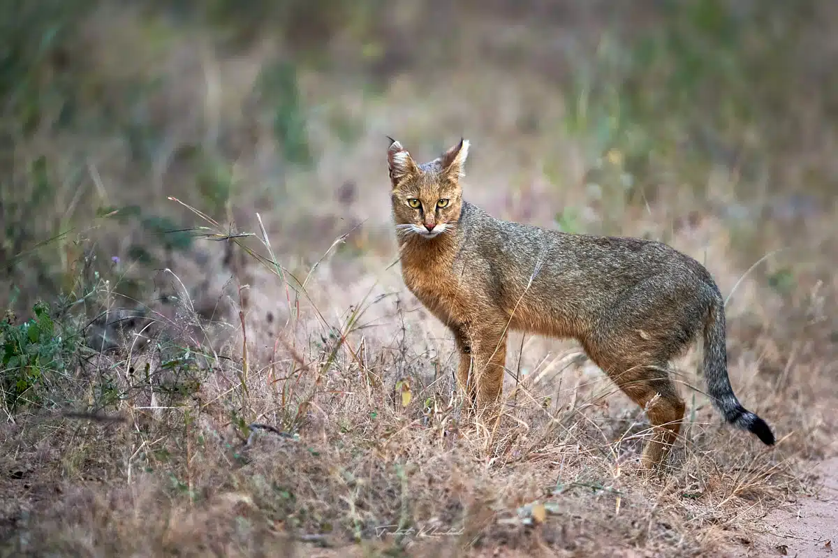 Jungle Cat Short Offbeat Tours Jungle Cat Short Offbeat Tours