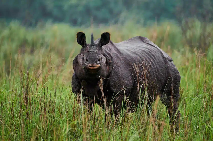 Kaziranga Rhino Photography Tour Kaziranga Rhino Photography Tour