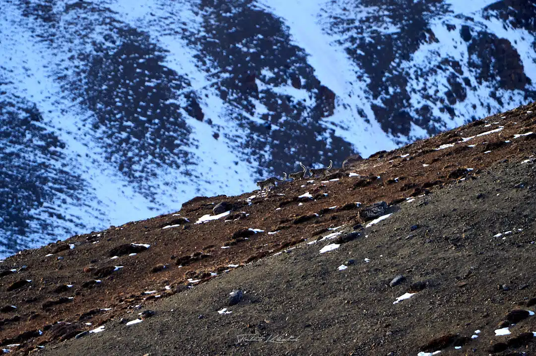 Kibber Snow Leopard Wildlife Sanctuary