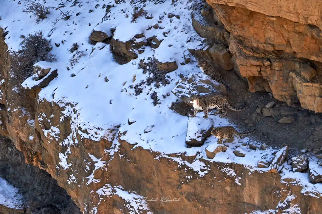 Snow Leopard Mother and Cubs in Kibber Spiti