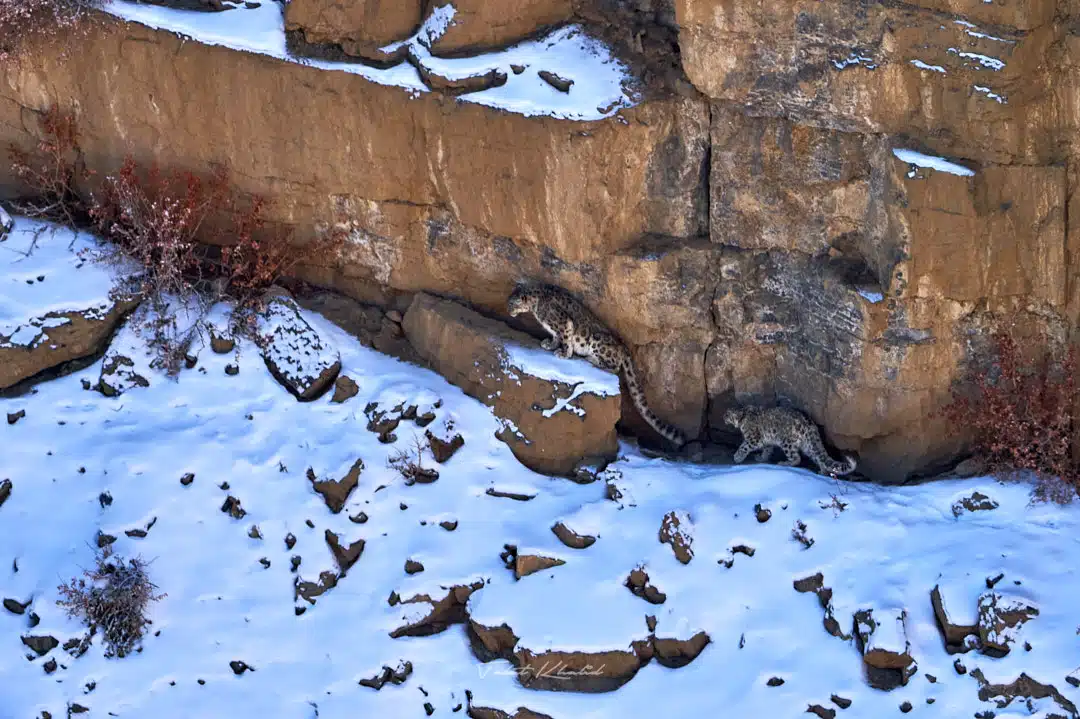 Snow Leopard Mother with Cub in Kibber Spiti