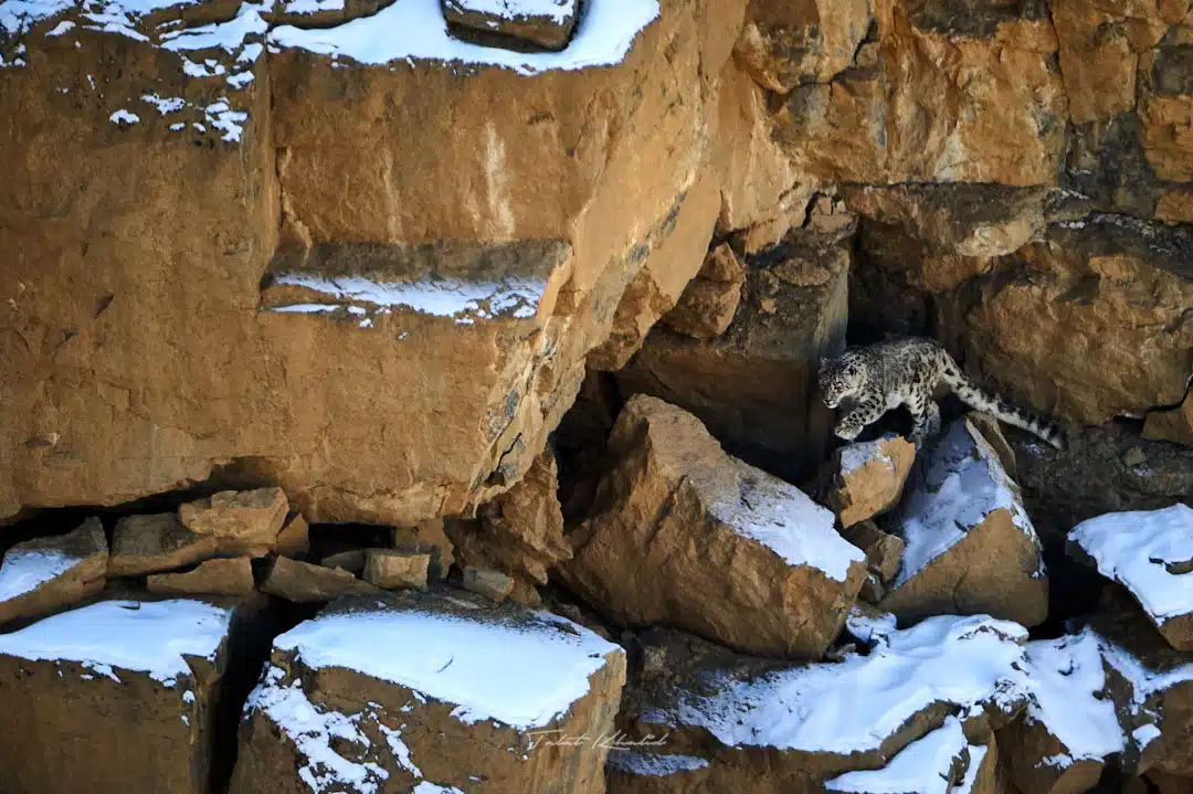 Snow Leopard Cub Walking on the Rocks in Kibber Spiti