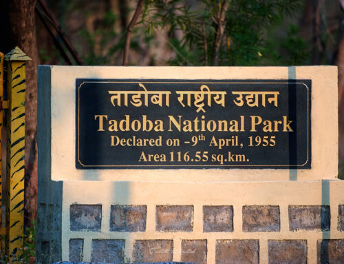 Tadoba National Park