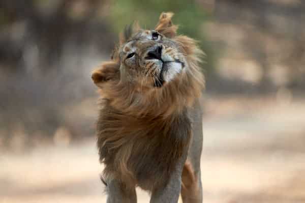 Tiger and Lion Safari