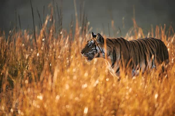 Tiger and rhino - Backlit Photo