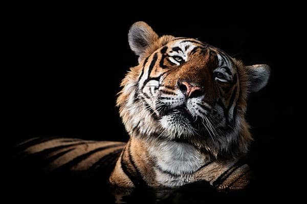 Bandhavgarh and Ranthambore Tiger Photography Tour