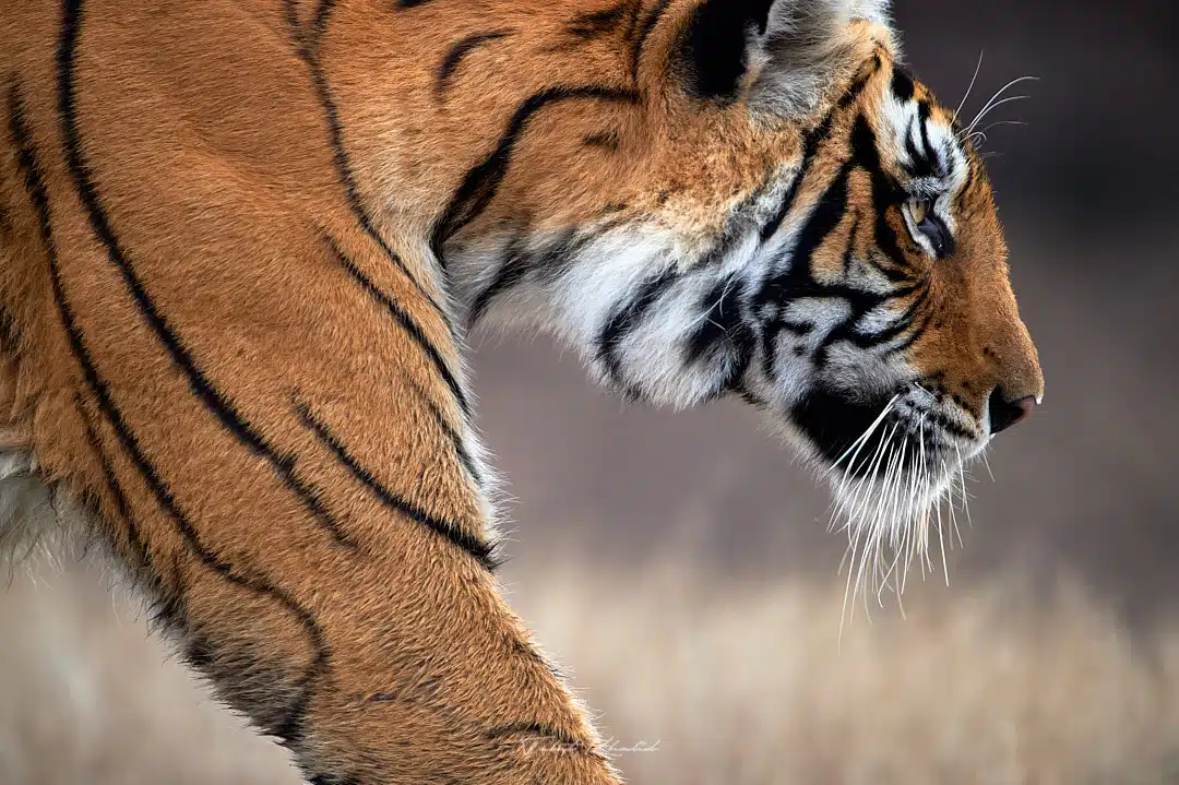 Majestic Tiger Profile Photo in Kanha