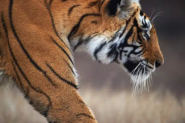 Kanha and Barasingha Photography Tour