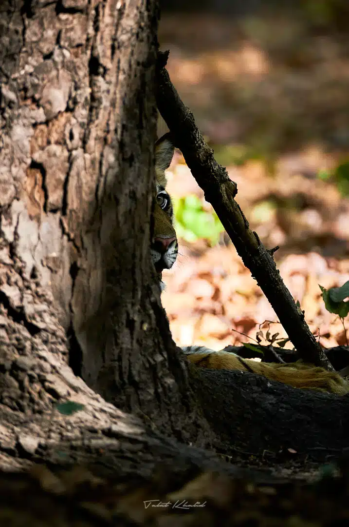 Tiger Cub Peeps from behind tree in Bandhavgarh