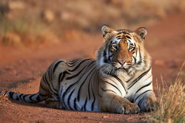 Tiger sitting in Tadoba