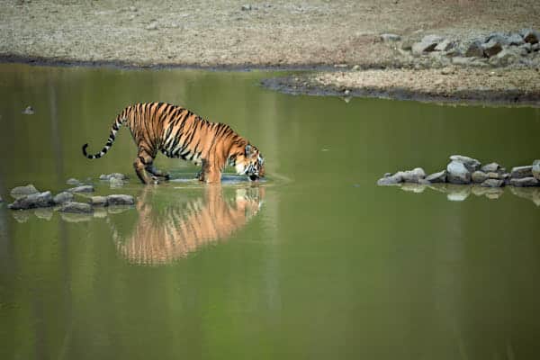 Tiger Pench Tadoba Photo Safari