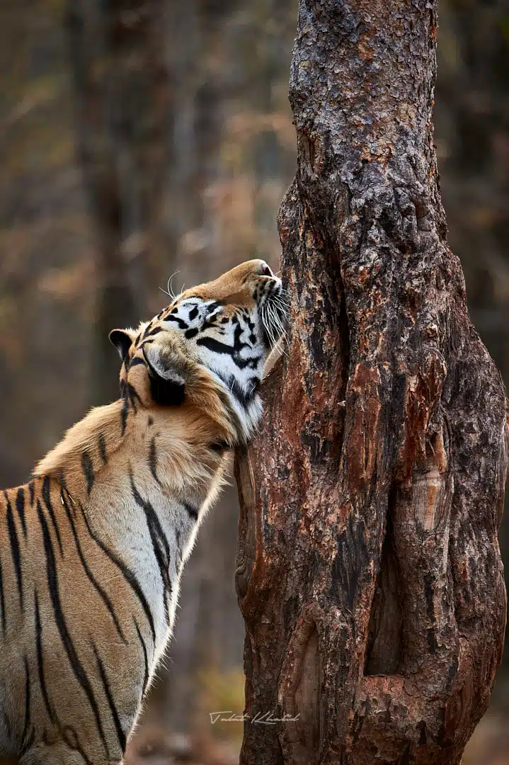 Tiger Scent Marking on a Tree in Tadoba