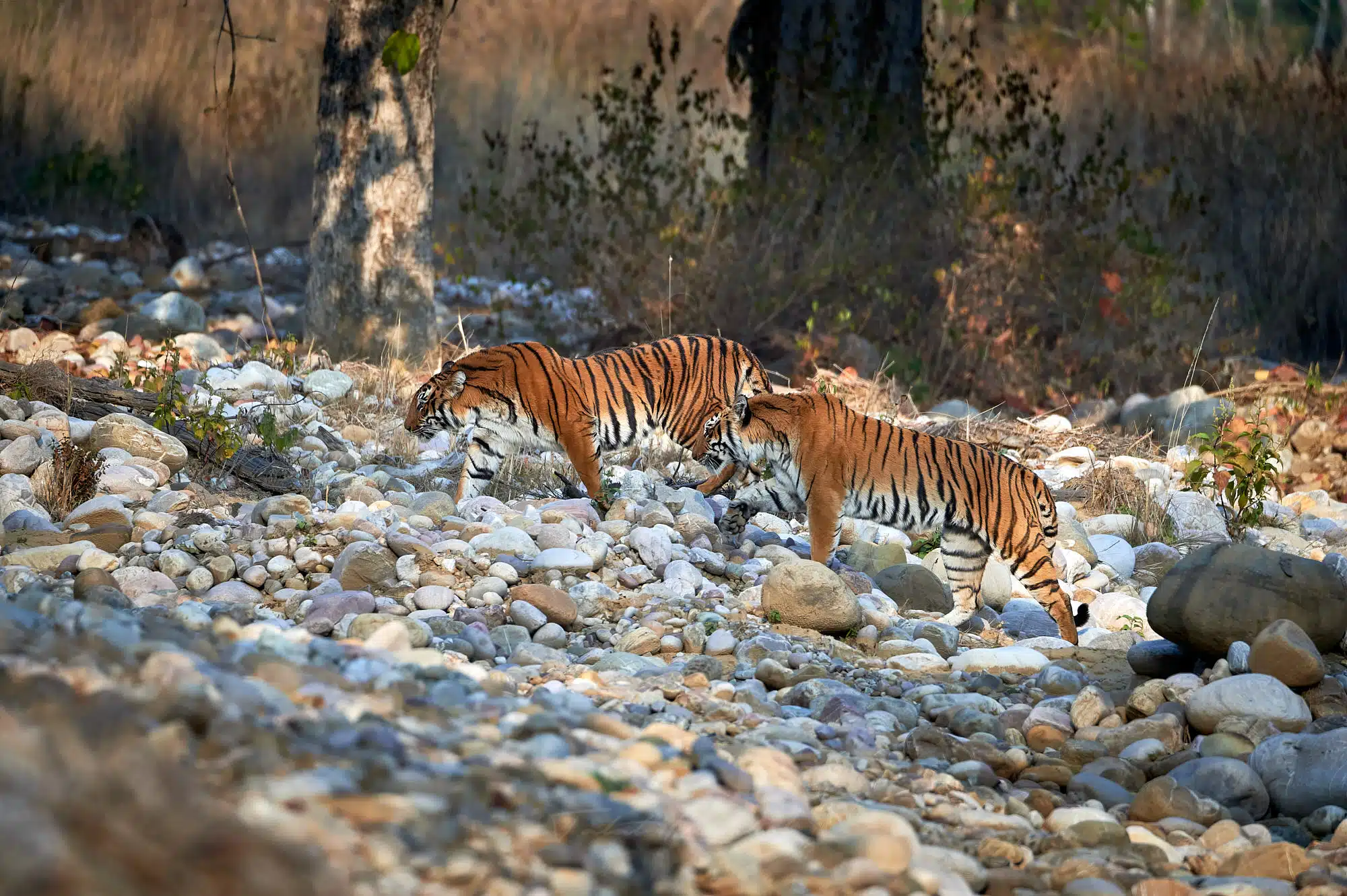 Tiger Siblings - Corbett Tiger Photography Tour
