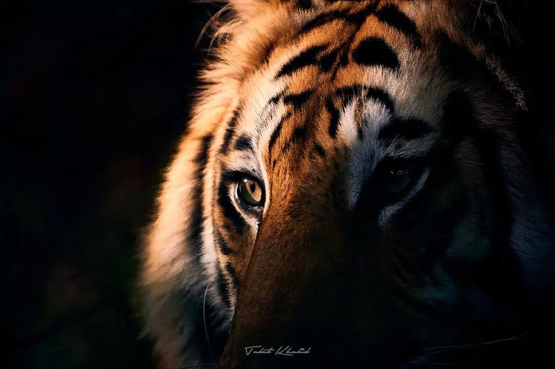 Tiger Closeup of Spotlight on Eyes