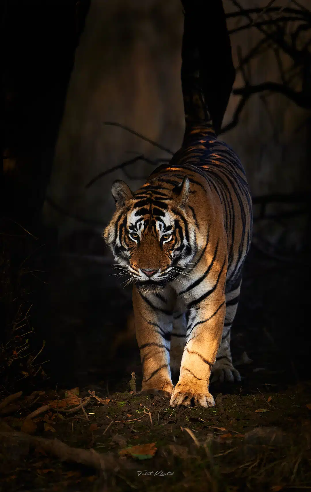 Male Tiger in Spotlight in Ranthambore Male Tiger in Spotlight in Ranthambore