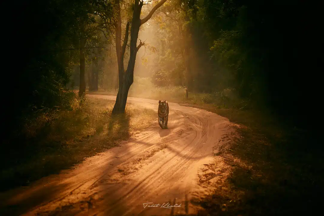 Tiger walking in Sunrays in Bandhavgarh.