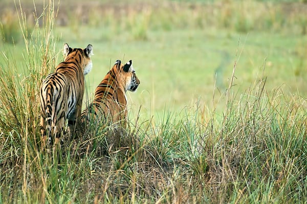 Tadoba Tiger Photography Tour