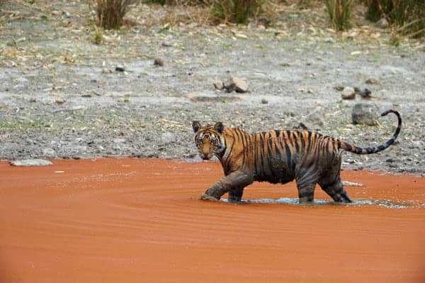 Tiger in Red Colored Waterhole