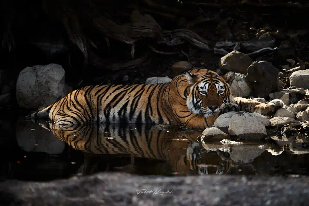 Tiger Resting in shade in Waterhole in Ranthambore Tiger Resting in shade in Waterhole in Ranthambore