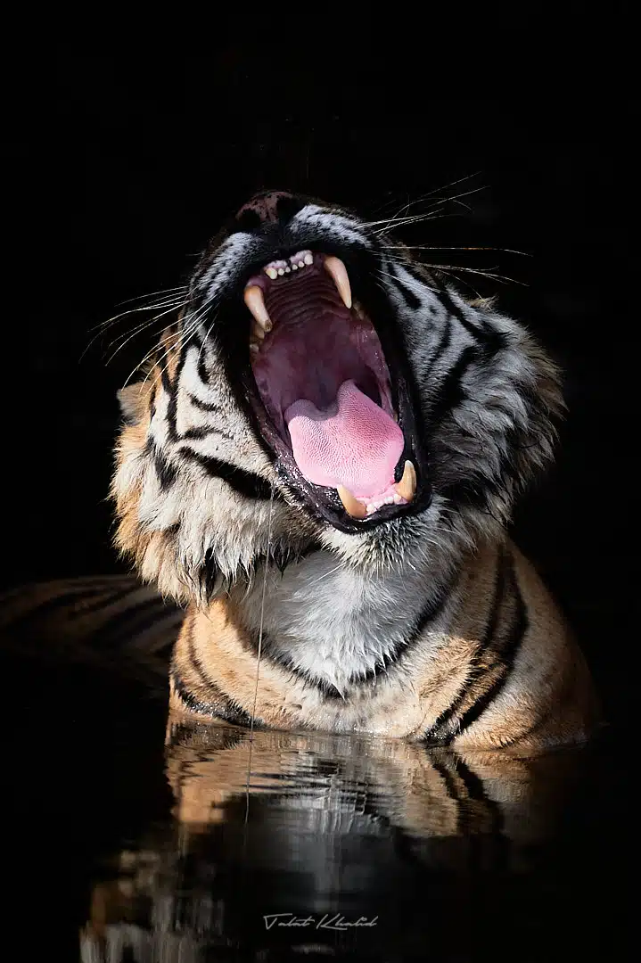 Tiger Yawns in Ranthambore Waterhole Tiger Yawns in Ranthambore Waterhole