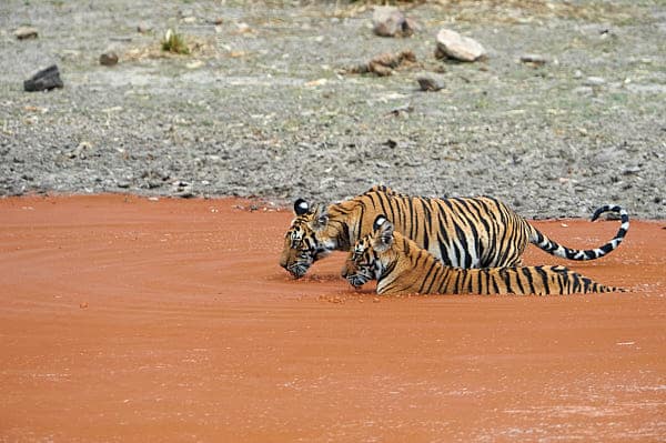 Bandhavgarh Tiger Photography Tour