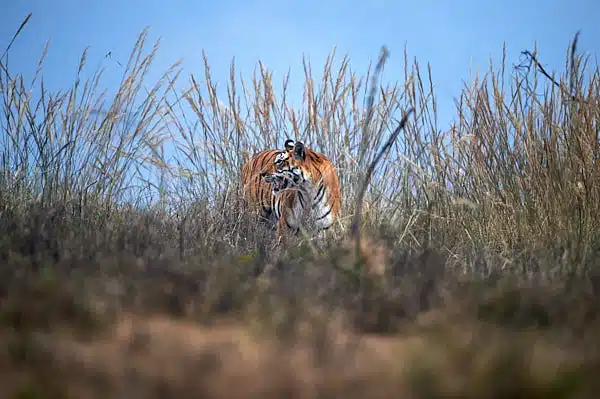 Bandhavgarh and Kanha Wildlife Photography Tour