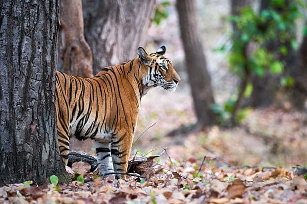 Bandhavgarh and Tadoba Tiger Photography Tour
