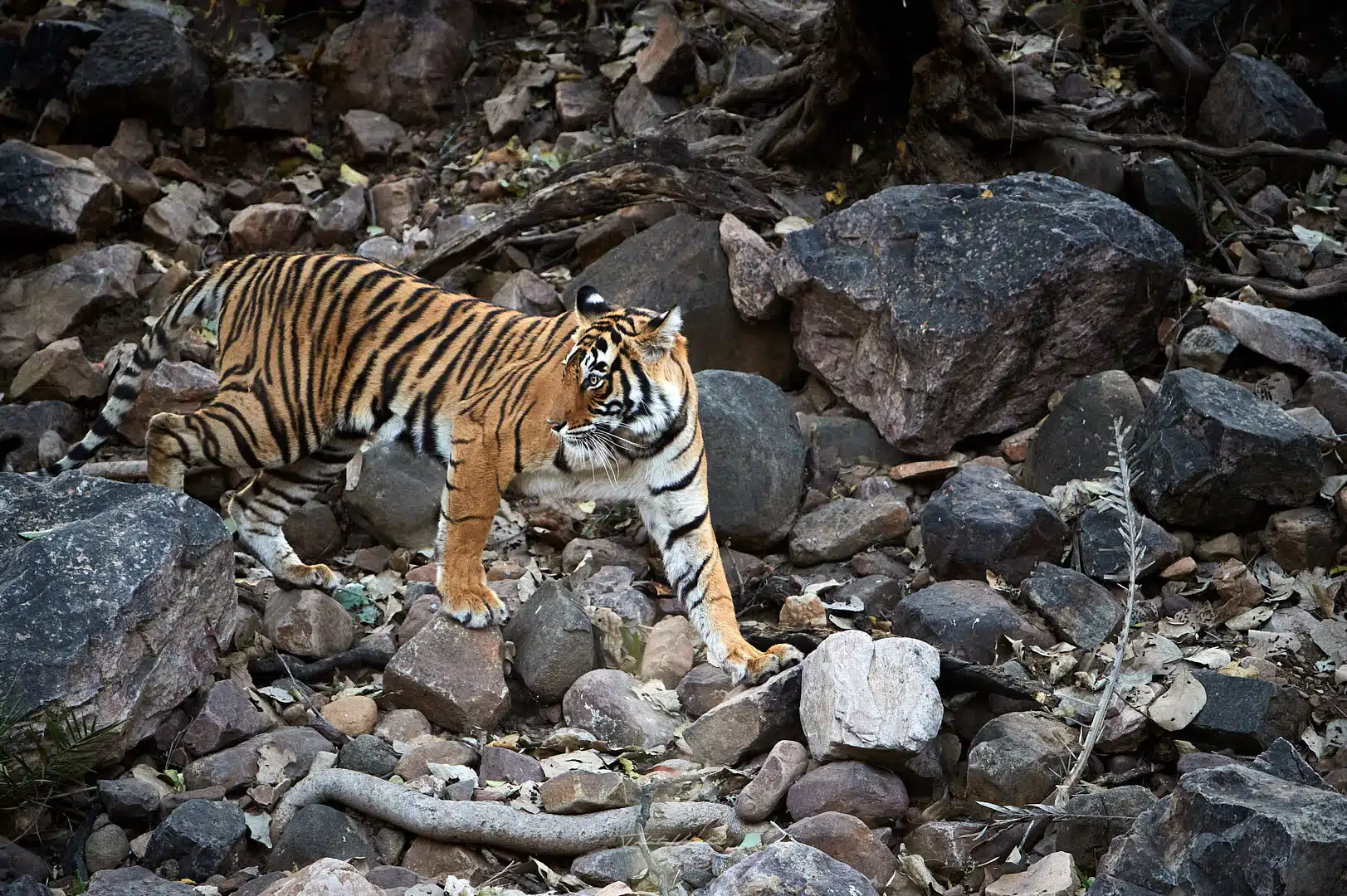 Tigress on Black Rocks in Ranthambore