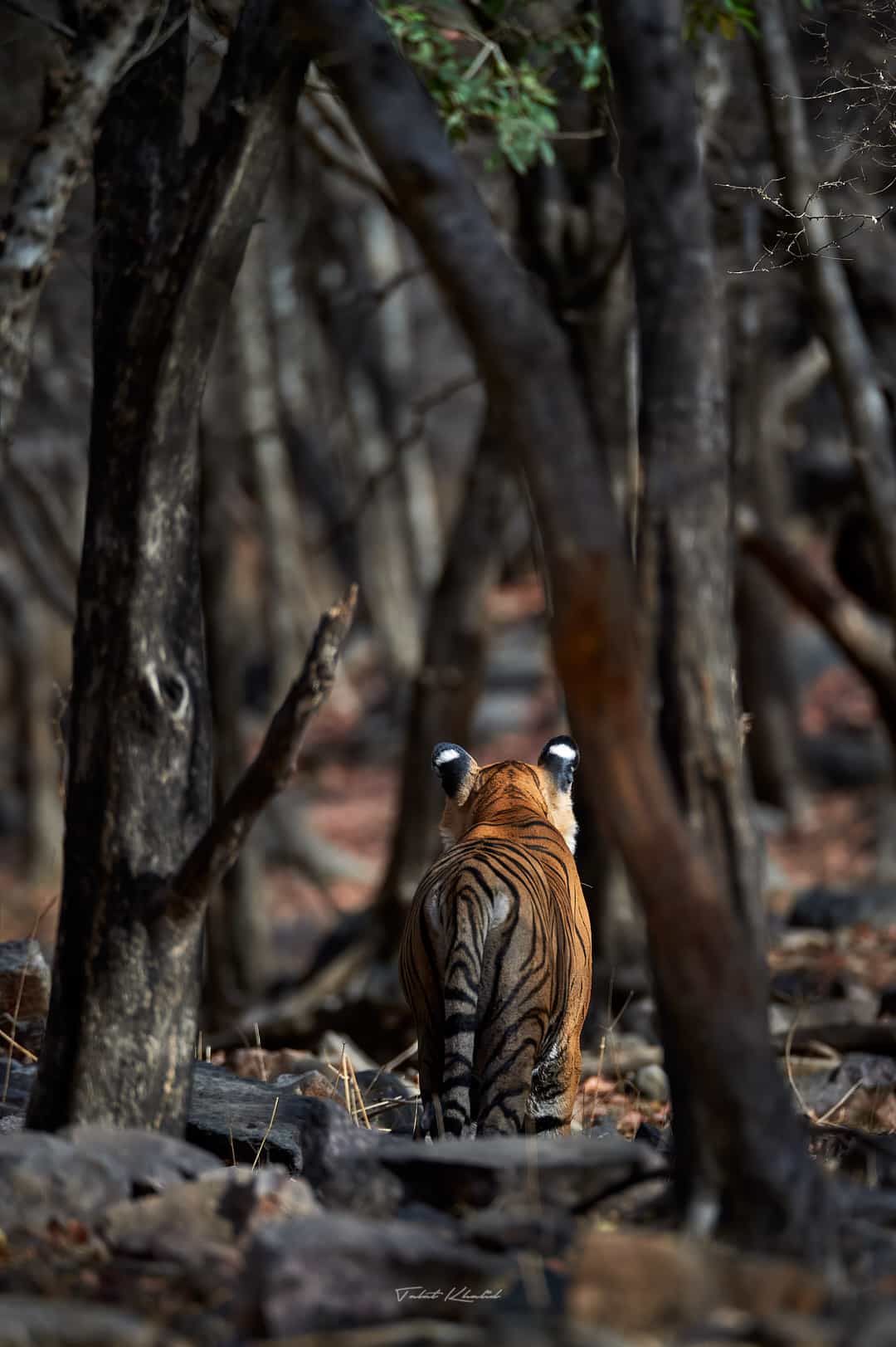 A Tiger standing in the Dhok Ranthambore Forest.