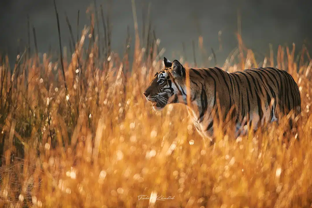 Tiger tiger Burning Bright in Bandhavgarh Grassland.