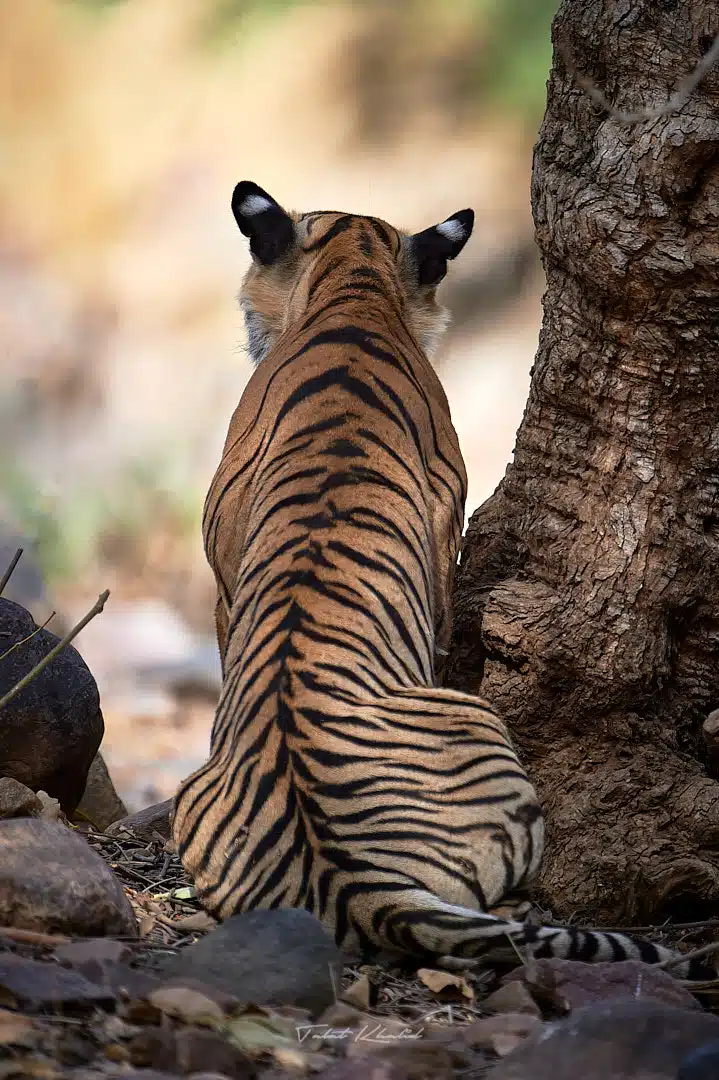 Tigress Sitting under a Tree in Ranthambore Tigress Sitting under a Tree in Ranthambore