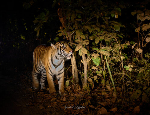 Night Safari in India – A Thrilling Experience