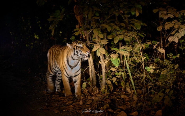 Night Safari in India - Tiger in Bandhavgarh