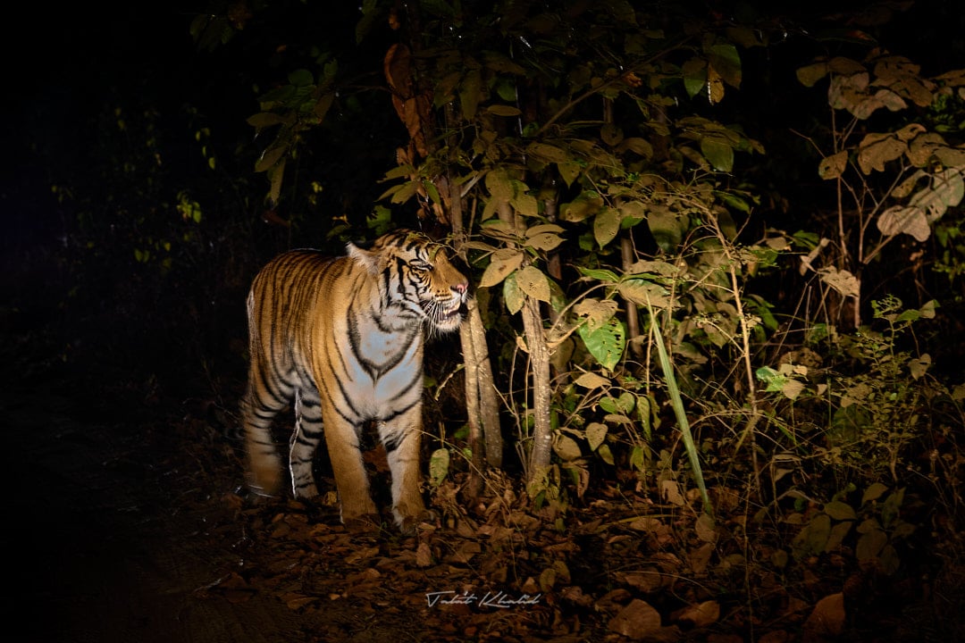 Night Safari in India - Tiger in Bandhavgarh