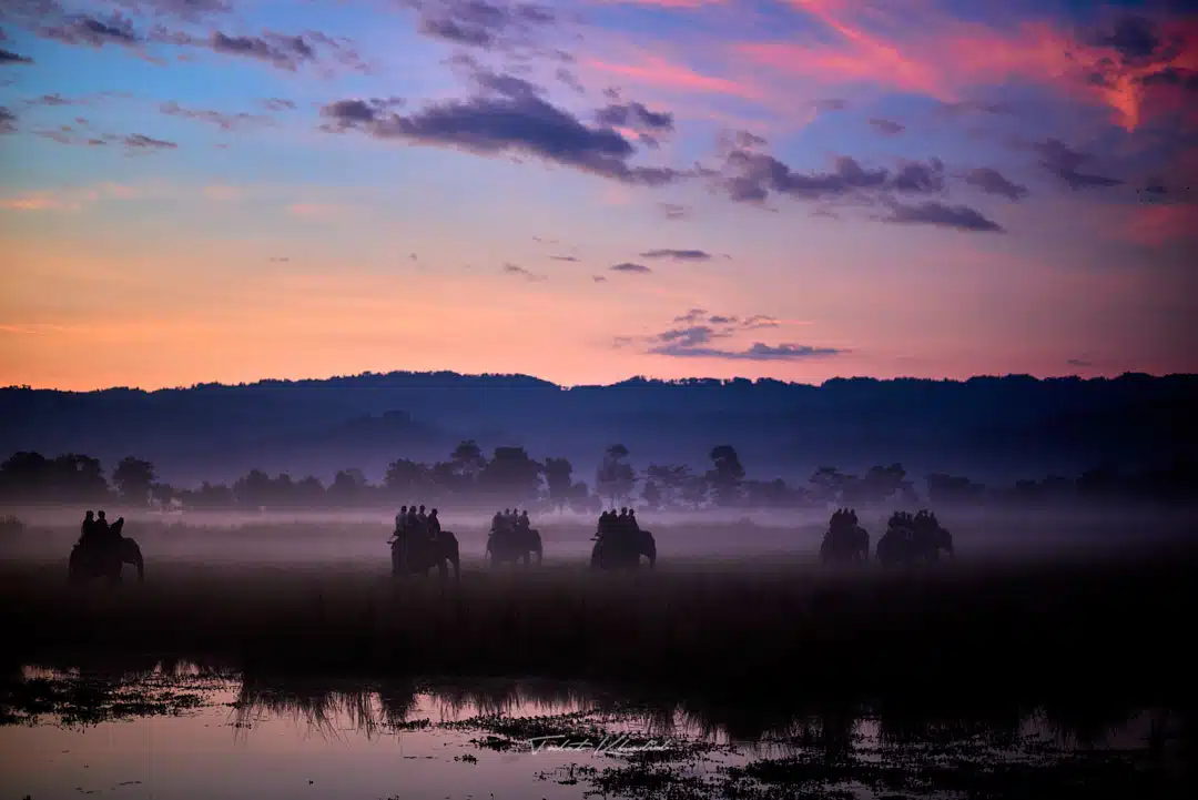 Tiger and Other Wildlife Tiger and Other Wildlife