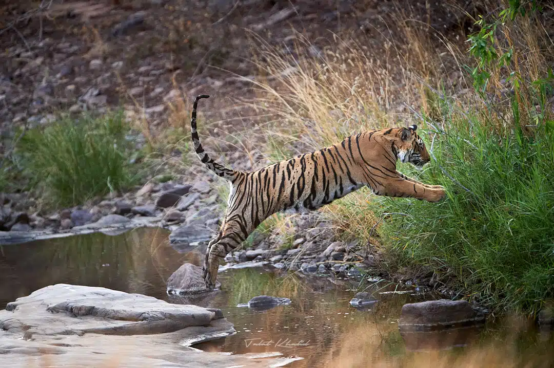 Tiger jumps over waterhole in Ranthambore Tiger jumps over waterhole in Ranthambore
