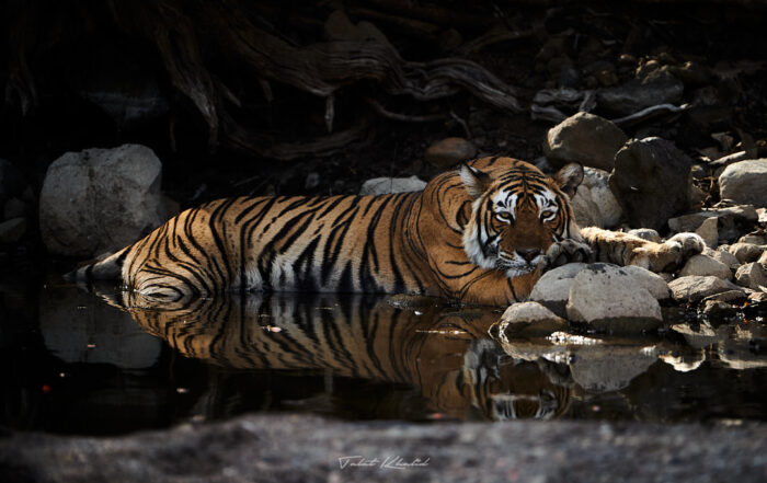 Tiger Resting - Full Day Safari Permit for Photography