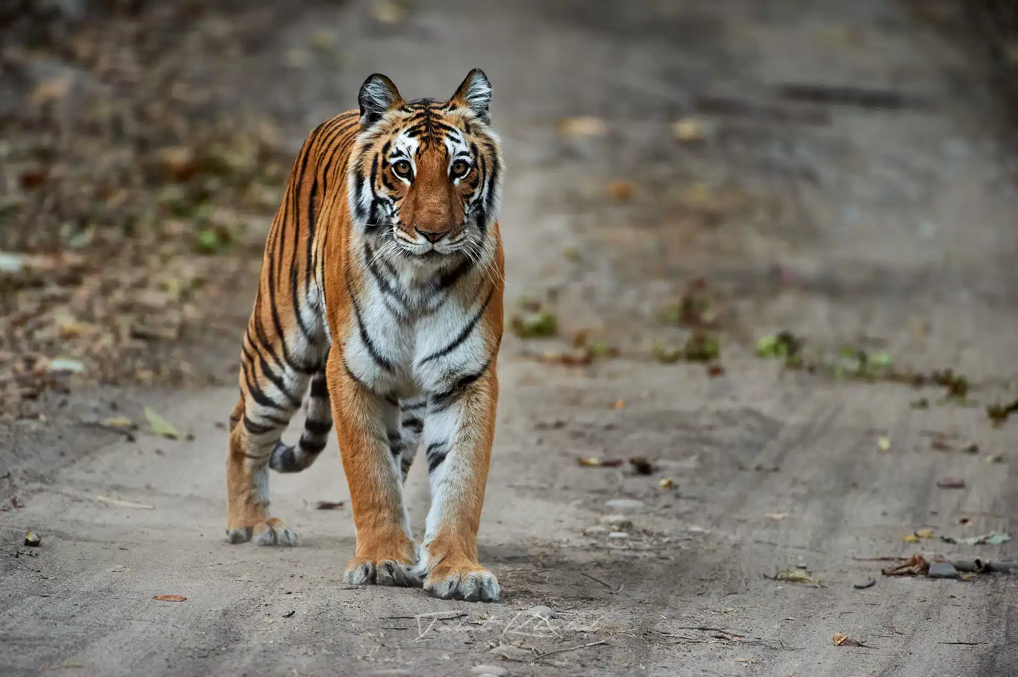 Corbett Tiger Photography Tour