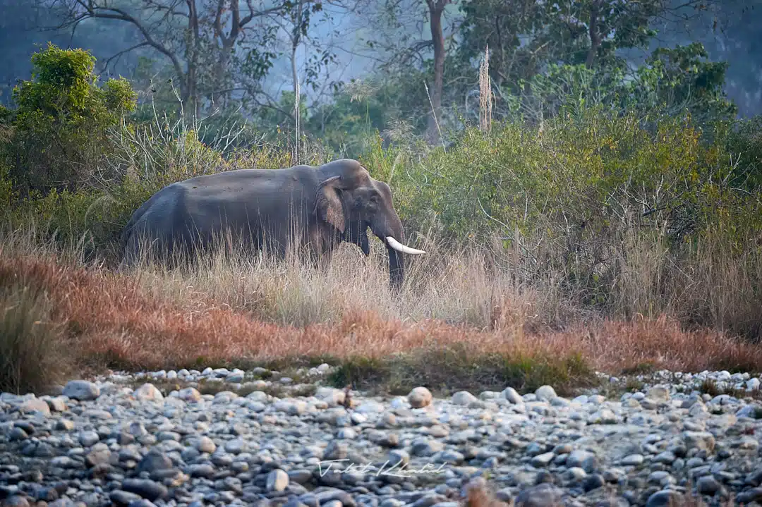 Elephant Tusker in Corbett Park Tour