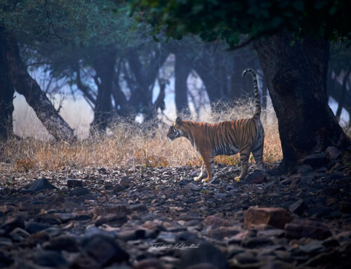 Tiger Safari in Ranthambore