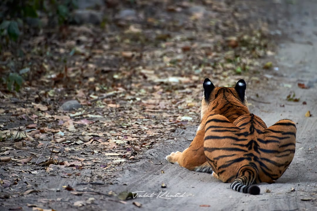 Tigress Stalking in Corbett National Park Tour