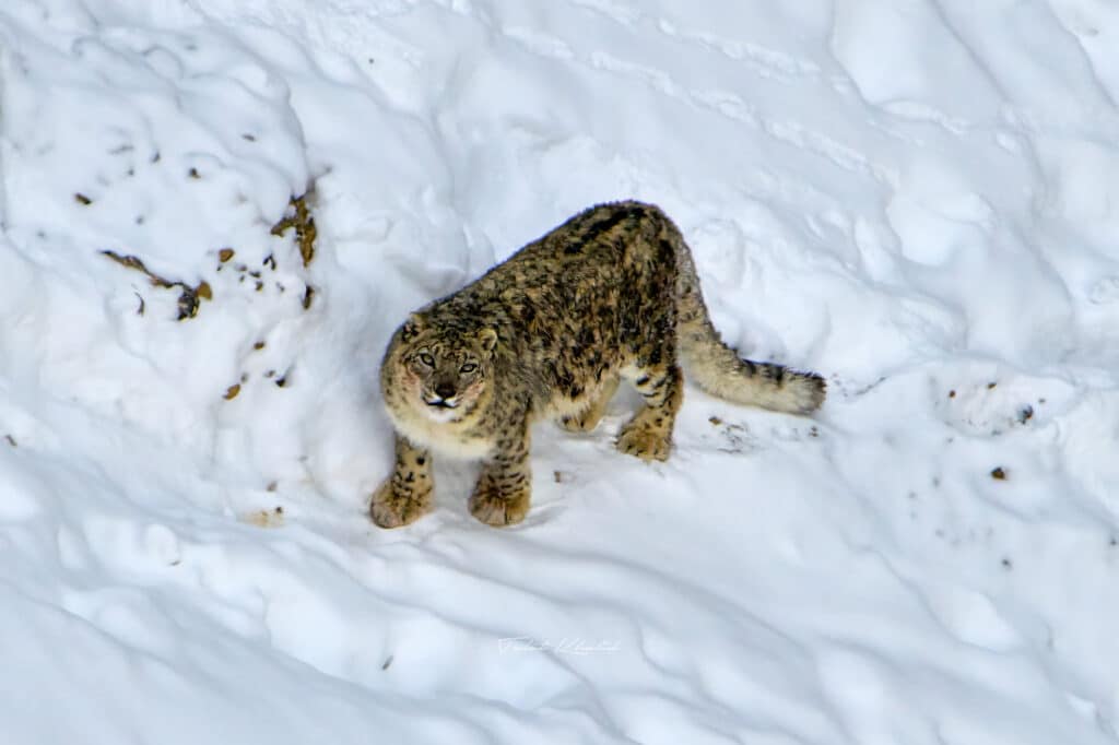 Snow Leopard Photography Tour in Kibber Spiti Snow Leopard Photography Tour in Kibber Spiti
