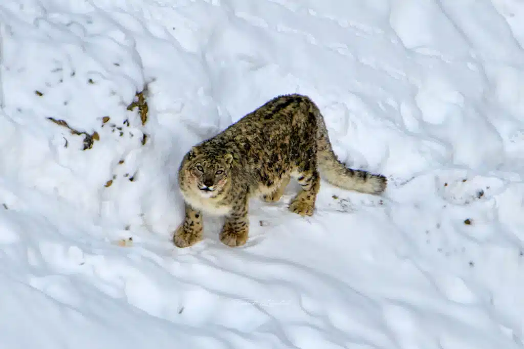 Snow Leopard Photography Tour in Kibber Spiti Snow Leopard Photography Tour in Kibber Spiti